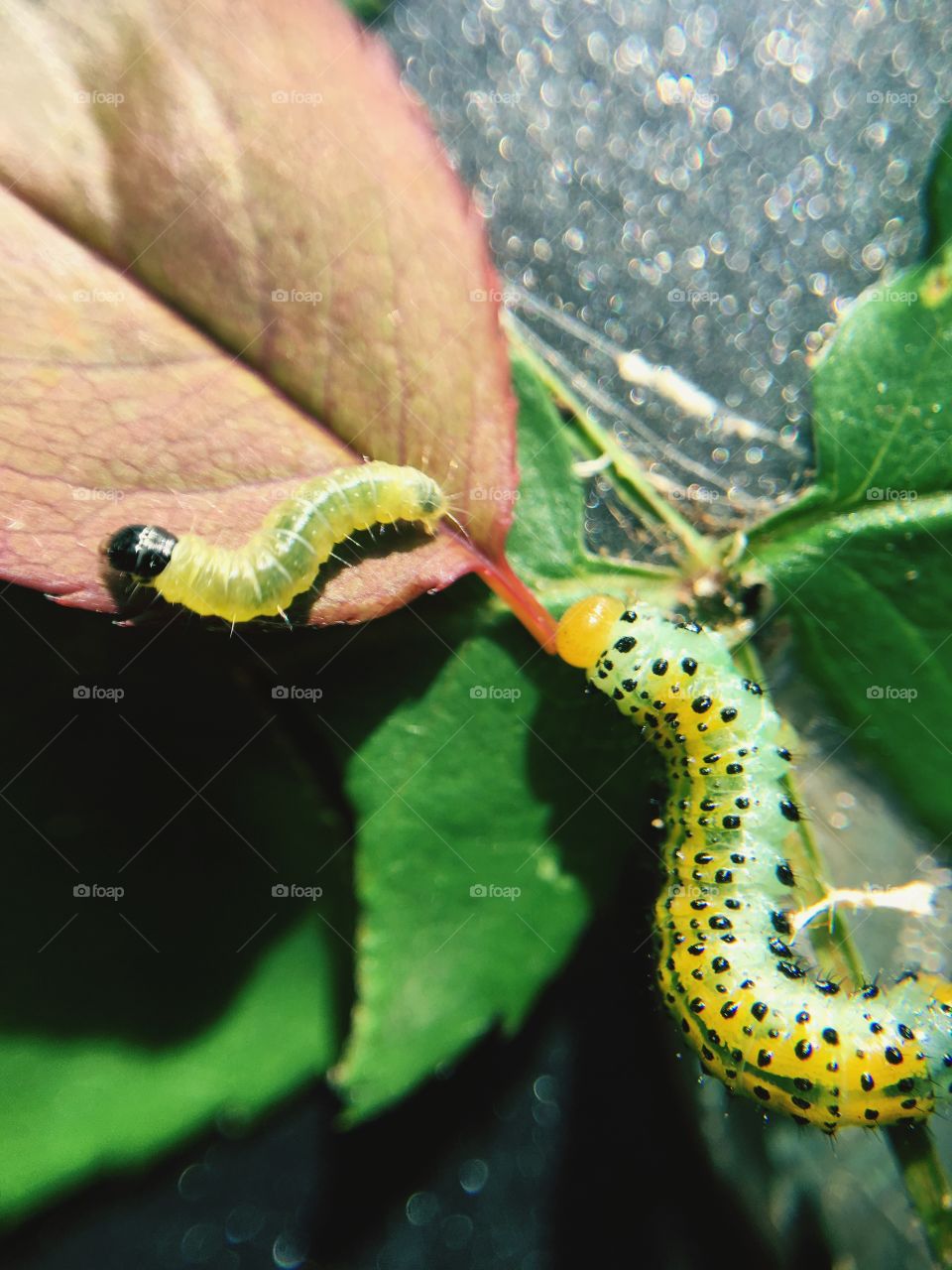 Rose Garden creatures rose fly caterpillar and larvae macro closeup detail background gardening photography 