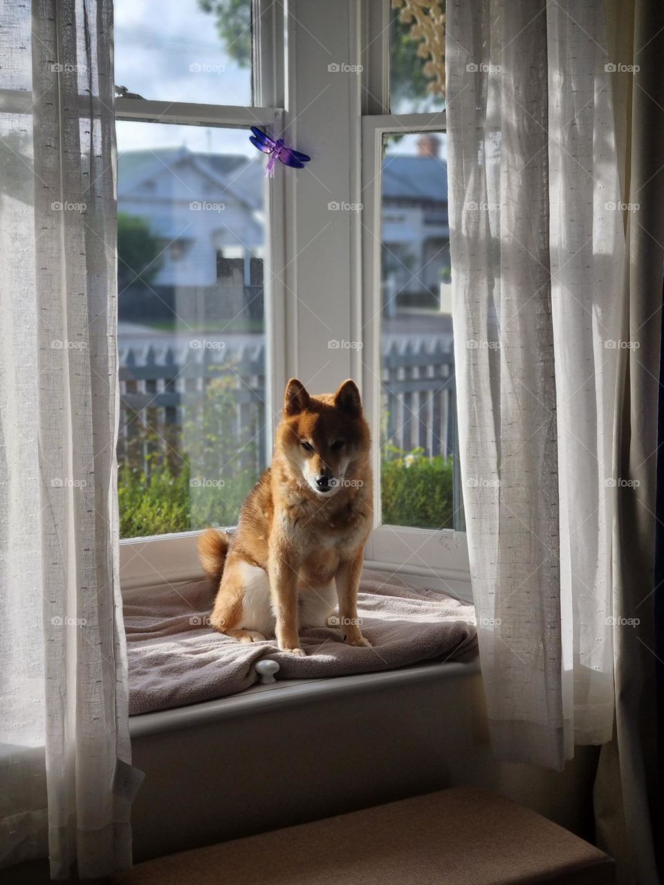 shiba on a window