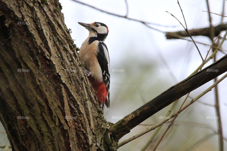 A typical German winter is depicted in this image, with sub-zero temperatures and no snow. The focus is on a woodpecker clinging to a tree. The scene conveys the cold and tranquility of the season.