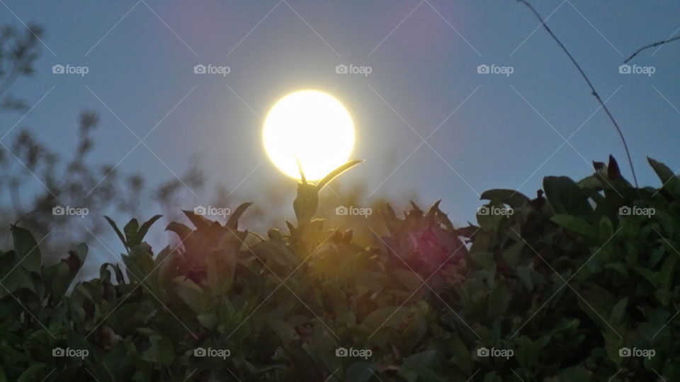 a full moon rising over the bushes.