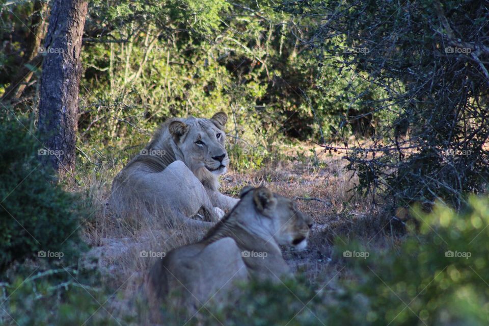 Relaxing lions in kruger national park