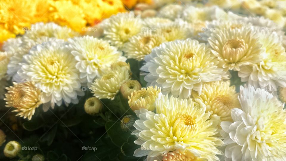 Pale Yellow Autumn Flowers