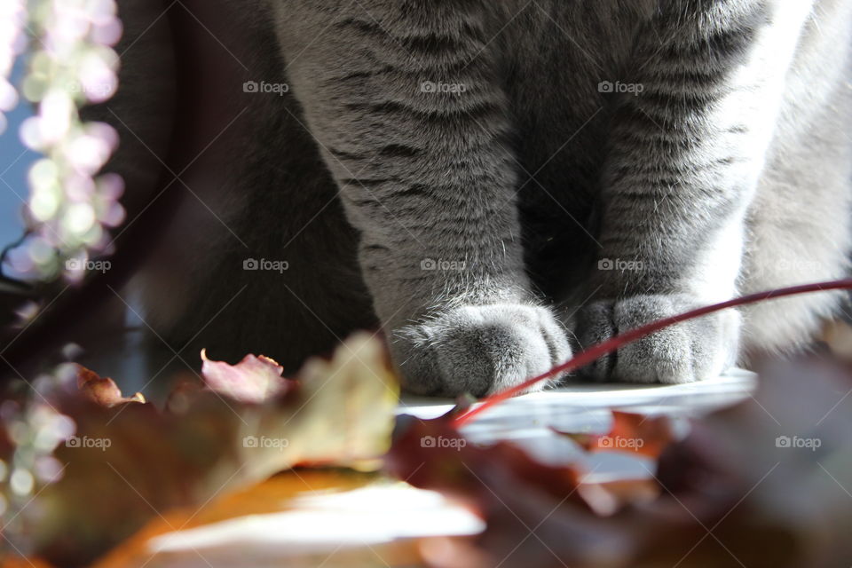 Cat british shorthair bluecat blue catlover