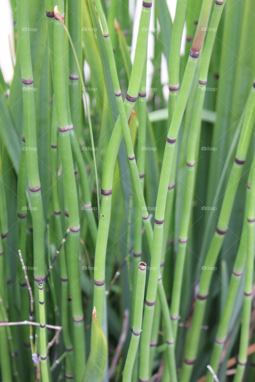 Feed the pandas . Close up of Bamboo plant 