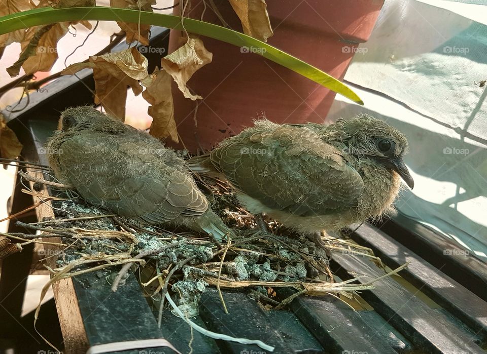 pigeons in nest