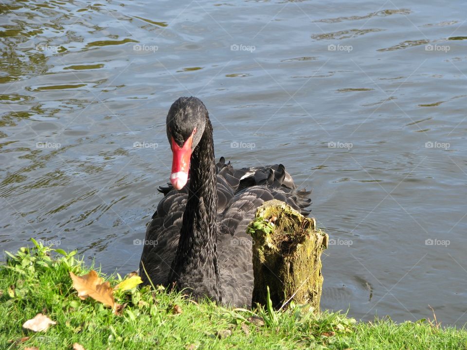 A black swan in the water next to the bank.
