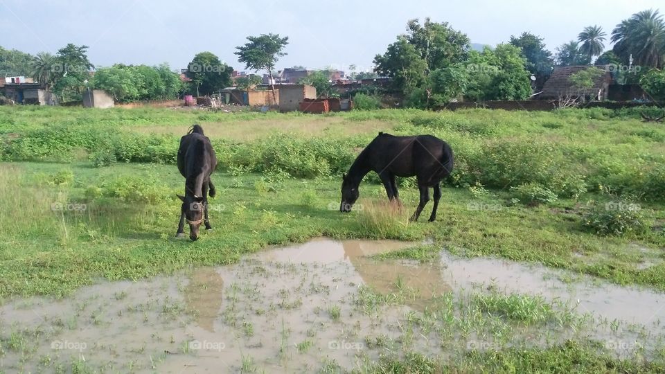 The picture of the two horses grazing grass in the garden.