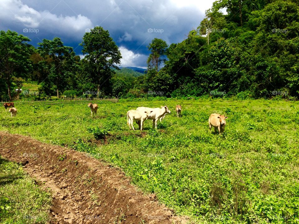 Cows Grazing During Our All-Day Village-To-Village Hike In Chiang Mai, Thailand