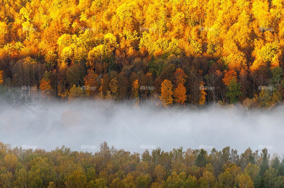 Autum forest and white fog