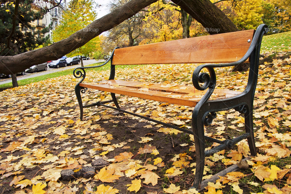 norway tree desktop autumn by nader_esk