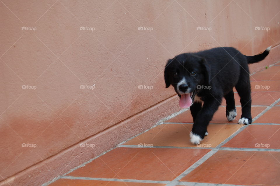 Happy dog