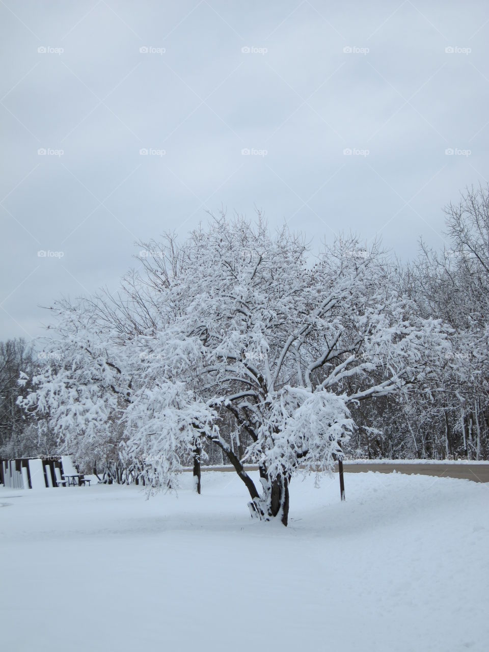 Trees covered with snow during winter