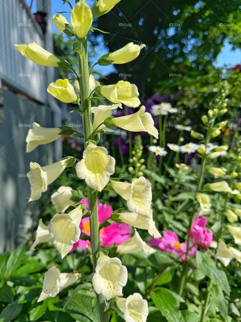 Yellow and pink Foxgloves in a garden