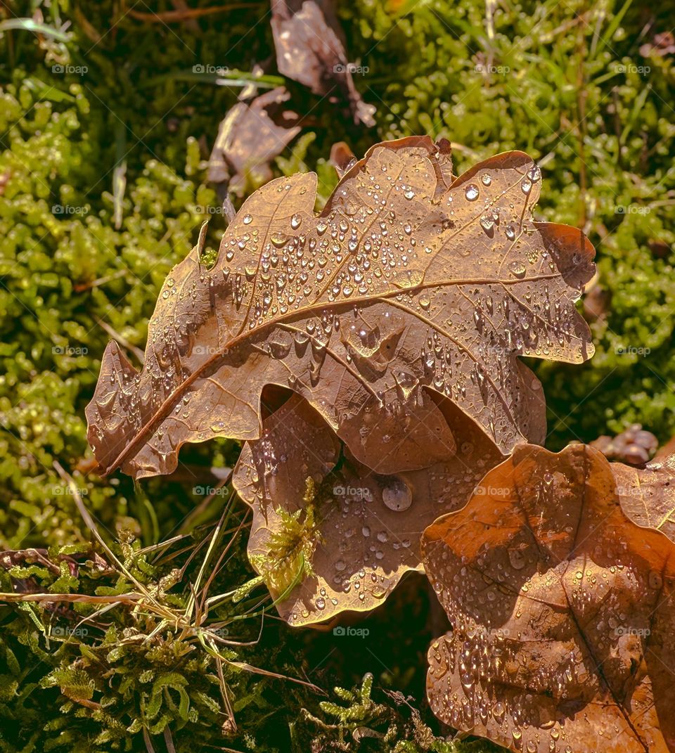 Fallen brownish and yellowish oak leaves lie on the moss with drops of the morning dew on them. Close up photo