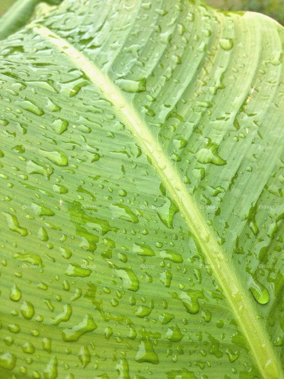 Water drops on green leaf surface