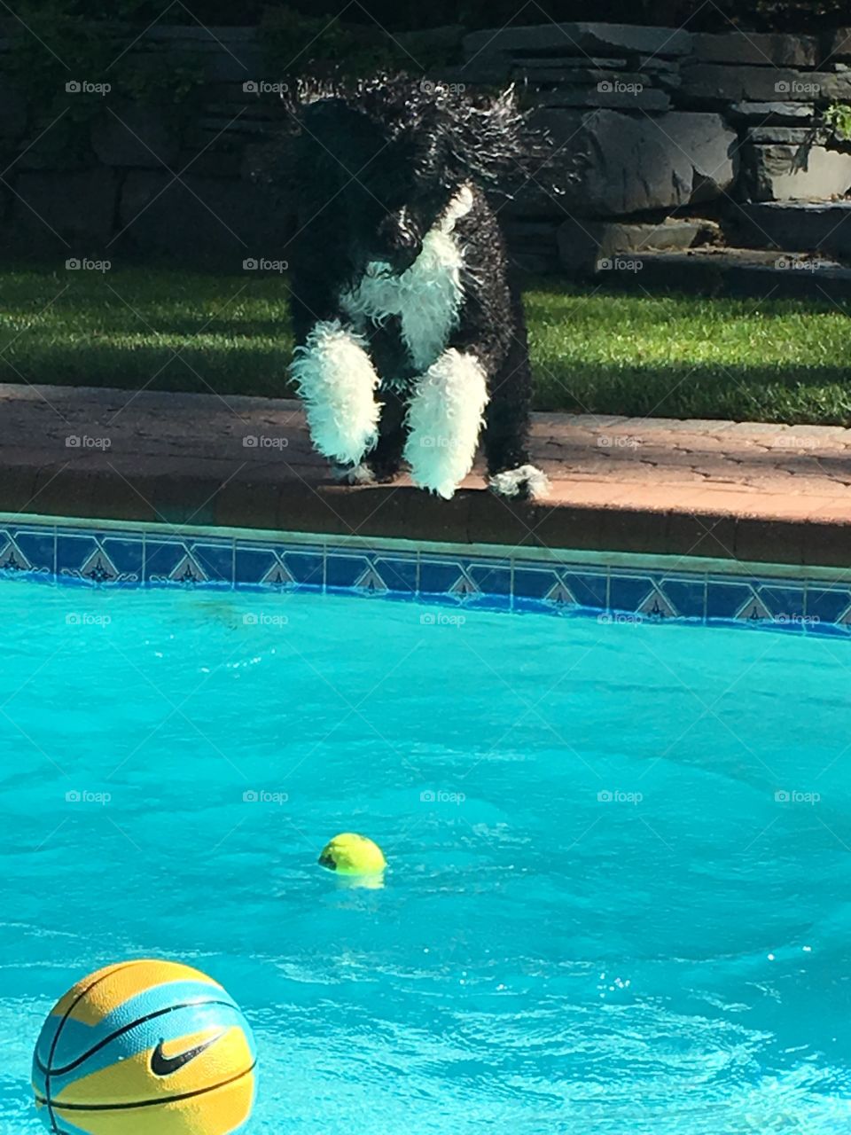 Dog jumping in pool 