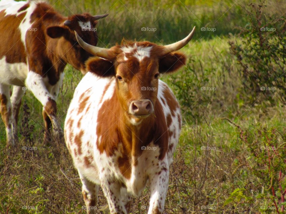 Mooooooo 