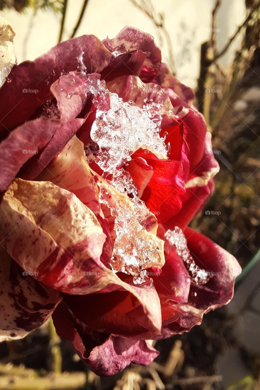 fading rose with melting snow in sunshine