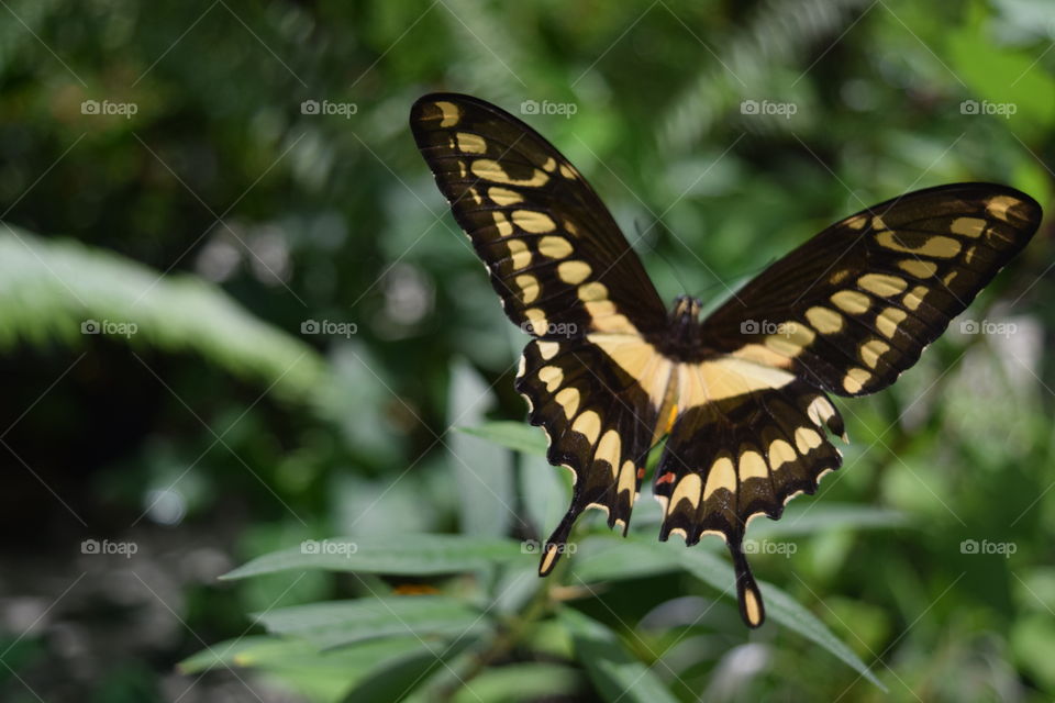 Butterfly in wild