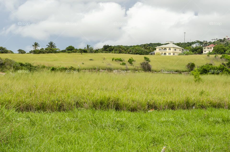 Landscape Of Panic Grass