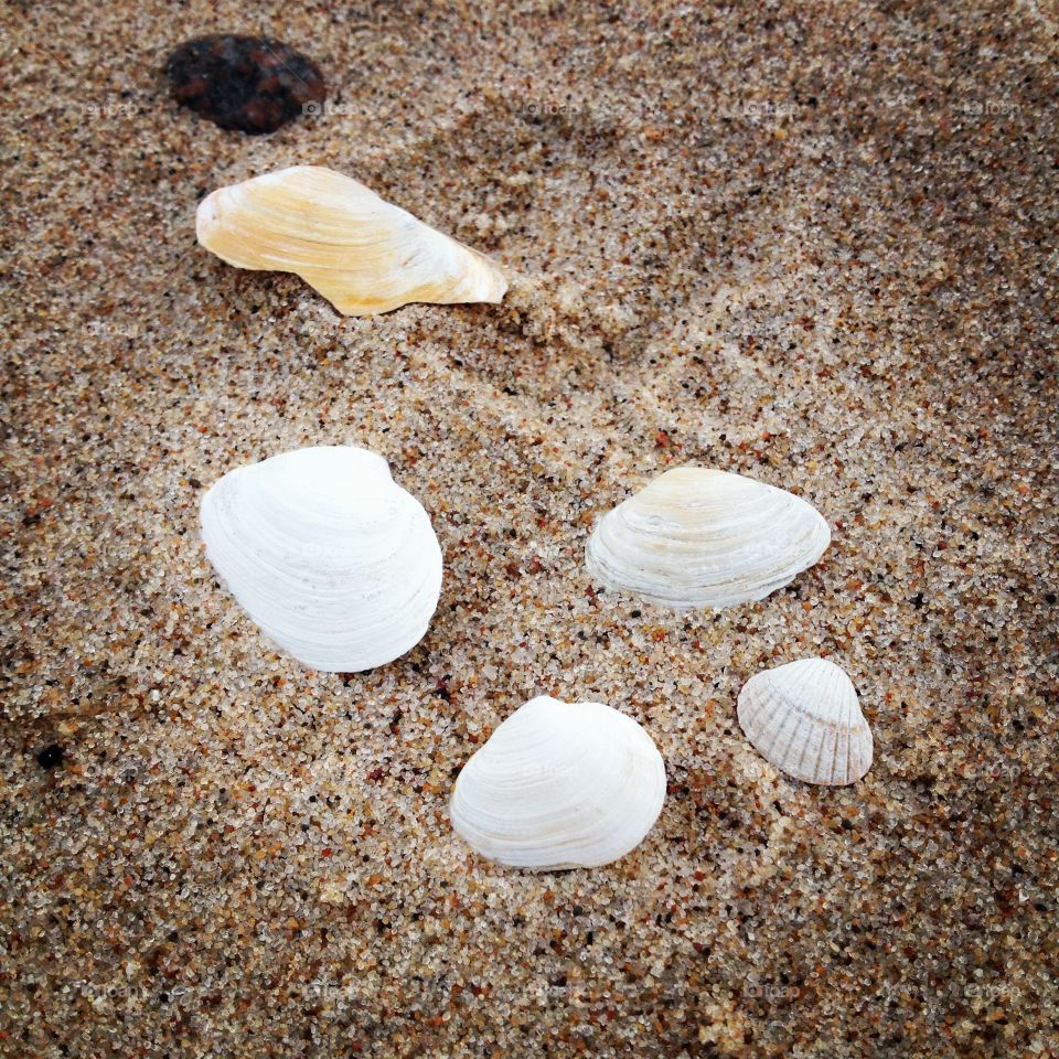 Shells on the Beach 