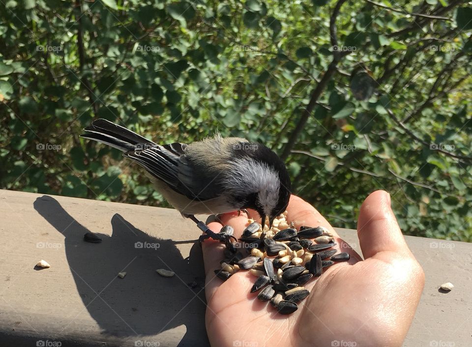 Bird, Outdoors, One, Nature, Wildlife