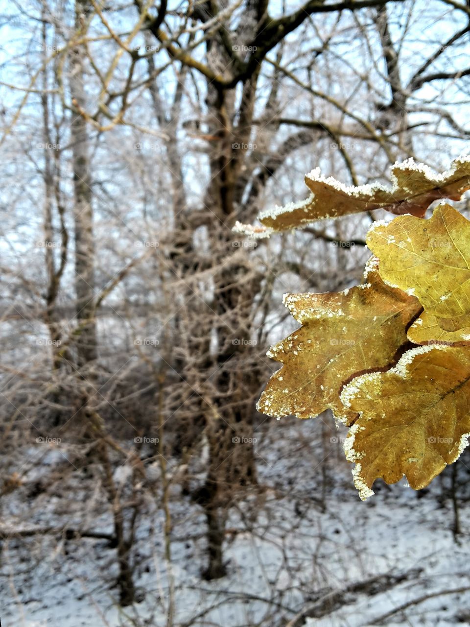 oak leaves with frost in front of bare trees and snow
