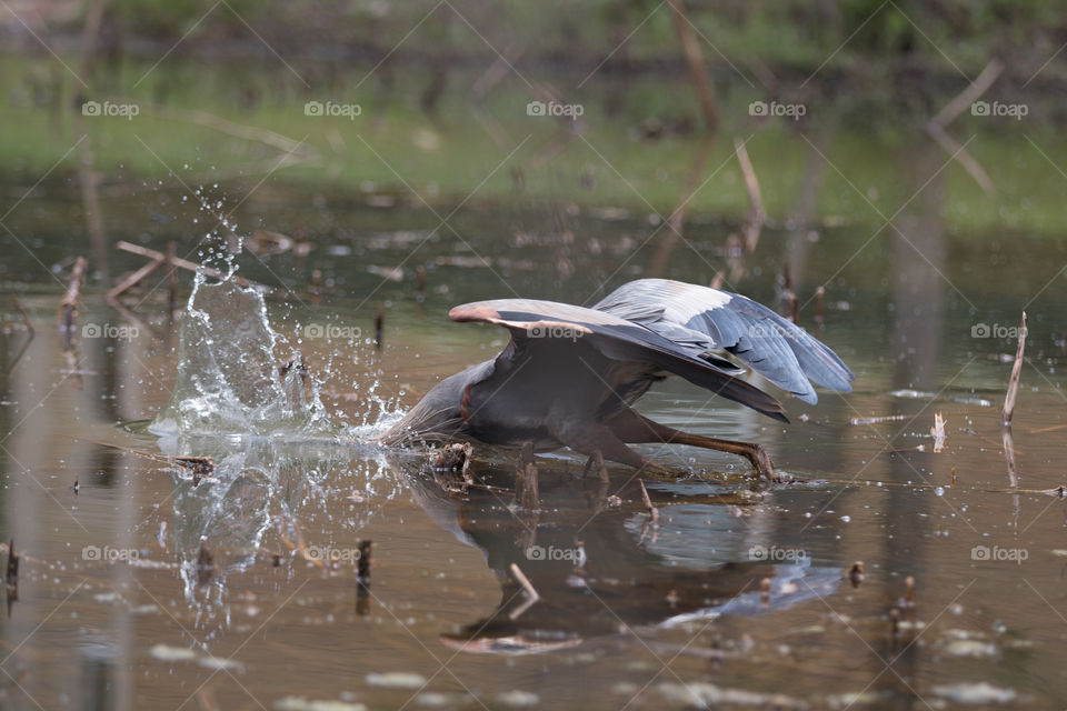 Water, Pool, Bird, Lake, Wildlife