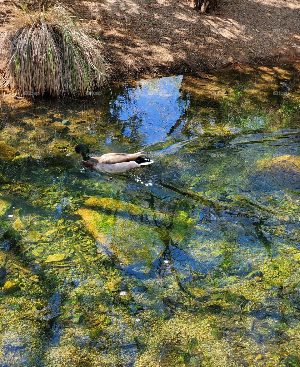 Duck Swimming the Creek