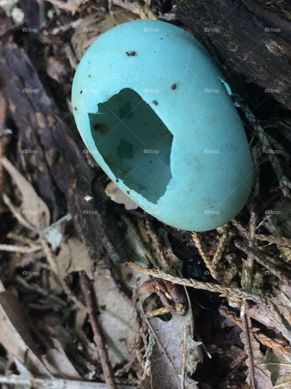 Robin Egg 
