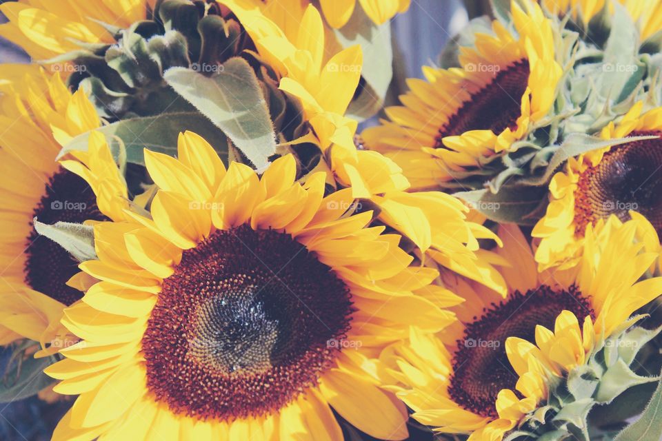 Sunflower in abundance