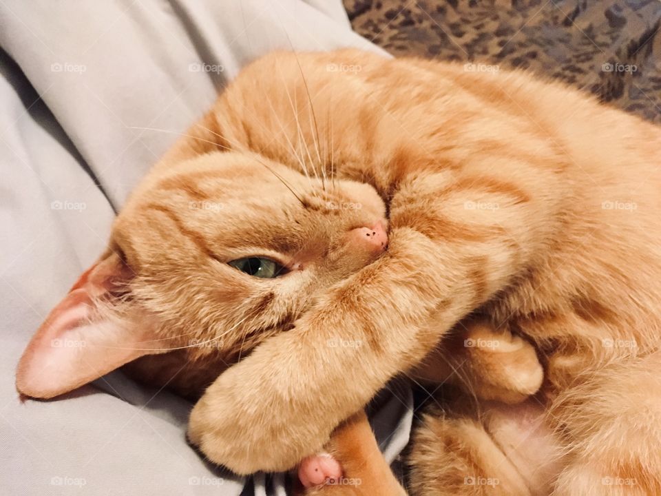 Adorable orange ginger kitty snuggled up 