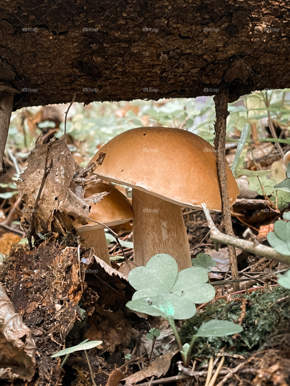 Mushrooms in autumn forest in sunny day