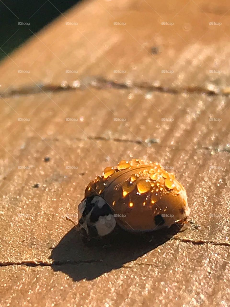 #bug #ladybug #insect #insects #photo