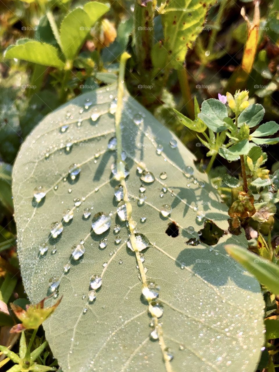 Water droplets on leaf in sunshine 