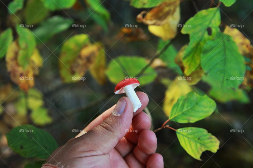 small red mushroom in hand against a background of autumn leaves