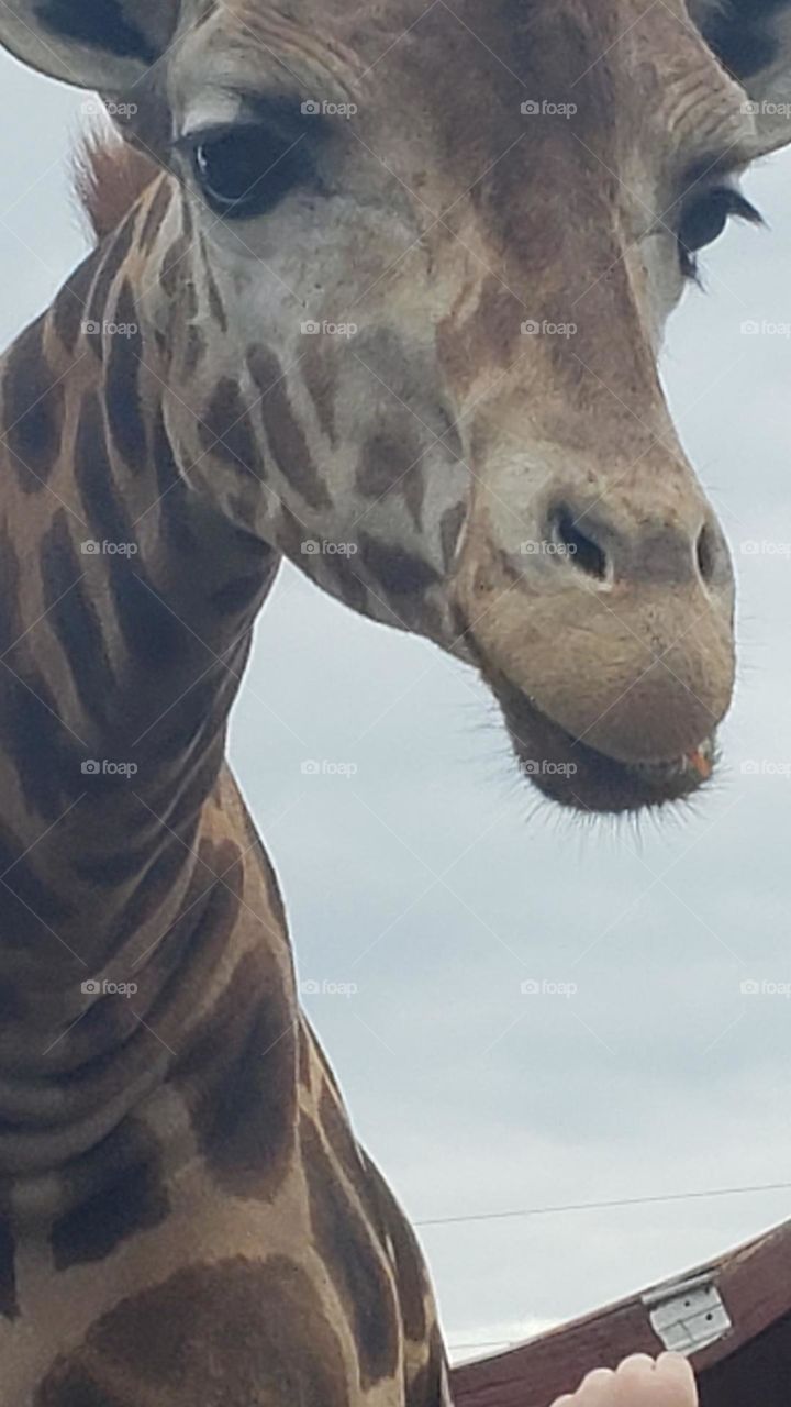 Tennessee Safari Park. Crockett County TN. This is a wildlife reserve. There are many animals  here with the option to feed them from your car! You can get up close and pet them. Each animal has their own personality. Such fun. This guy is besutiful.