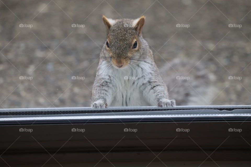 Squirrel on the glass door 