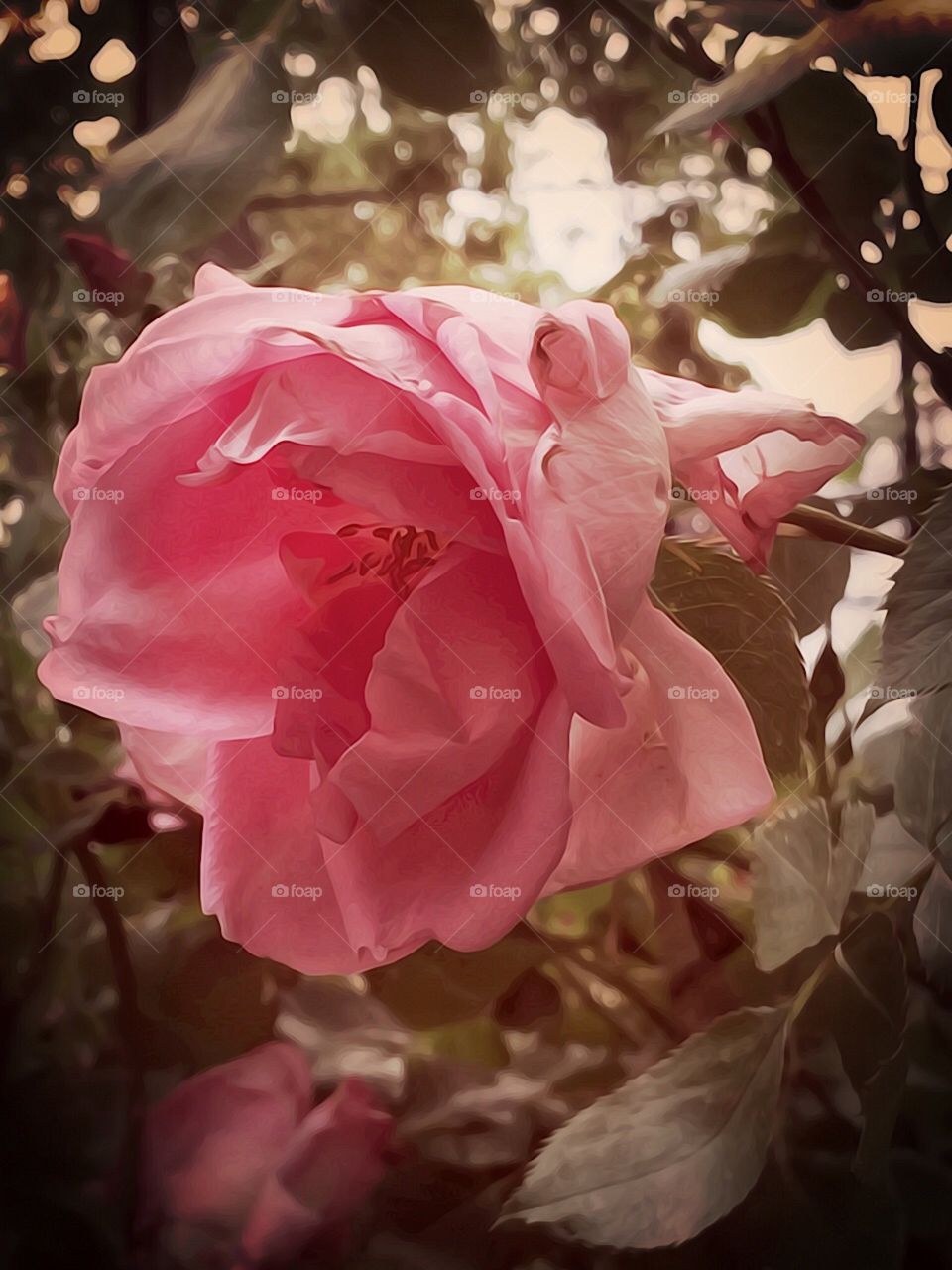 Pink Rose - Dewitt Clinton Park, Manhattan, New York City. Instagram,@PennyPeronto