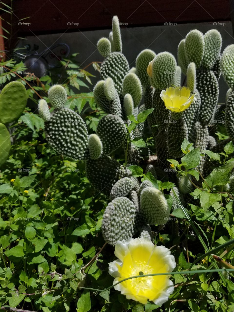 Flora, Nature, Cactus, Flower, Garden