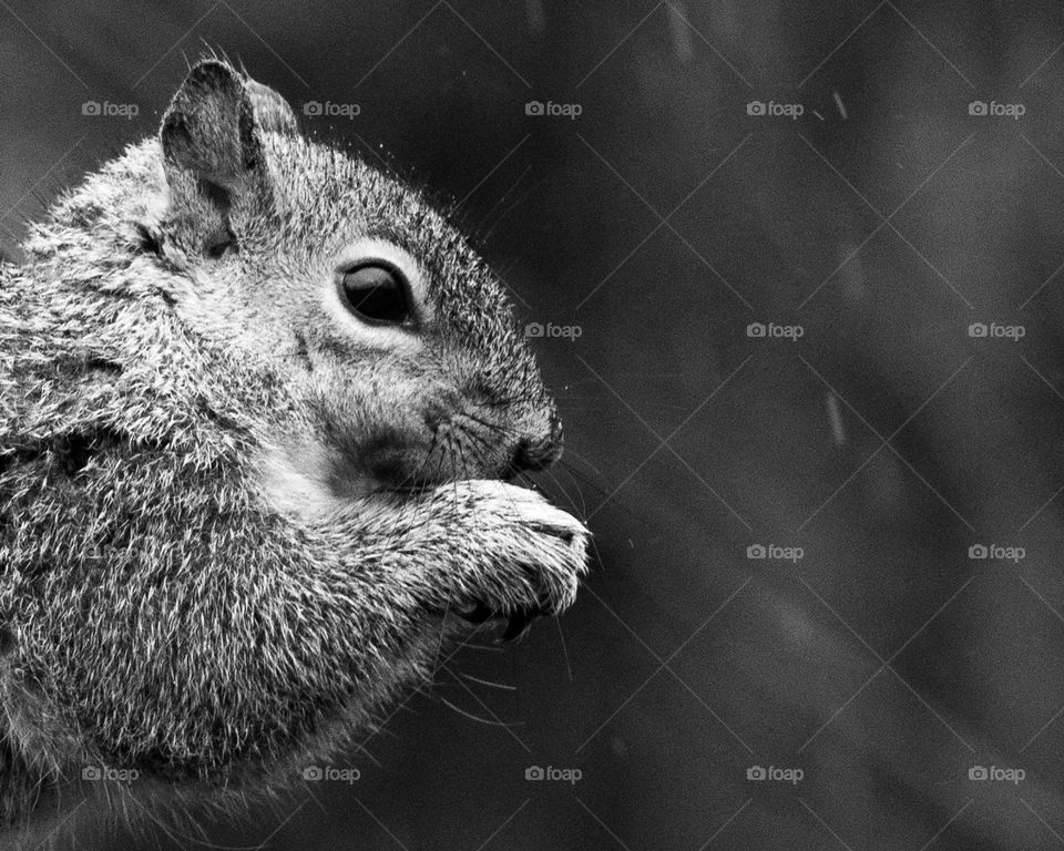 Squirrel having a snack on a rainy day; Black and White