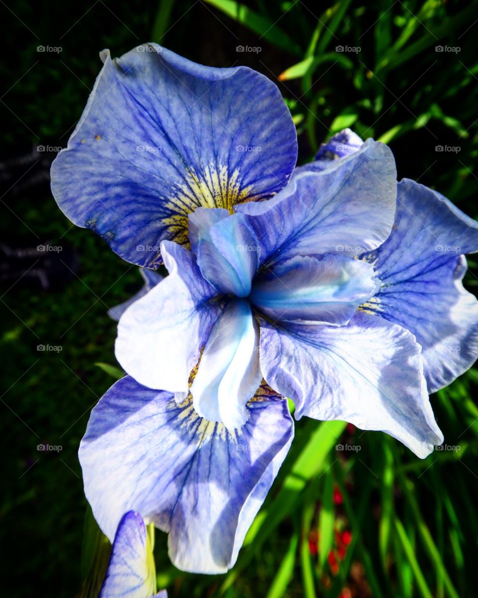 Blue flower closeup 