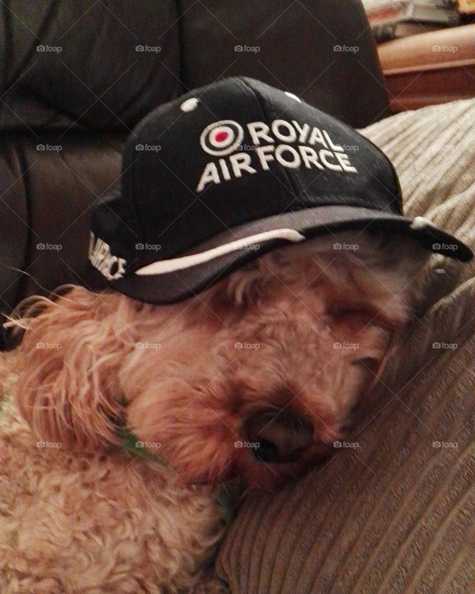 this is my cute little dog supporting the RAF