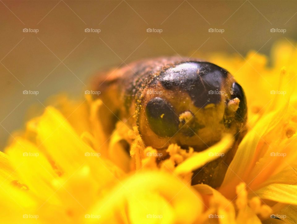 insect in bright yellow dandelion close-up macro picture