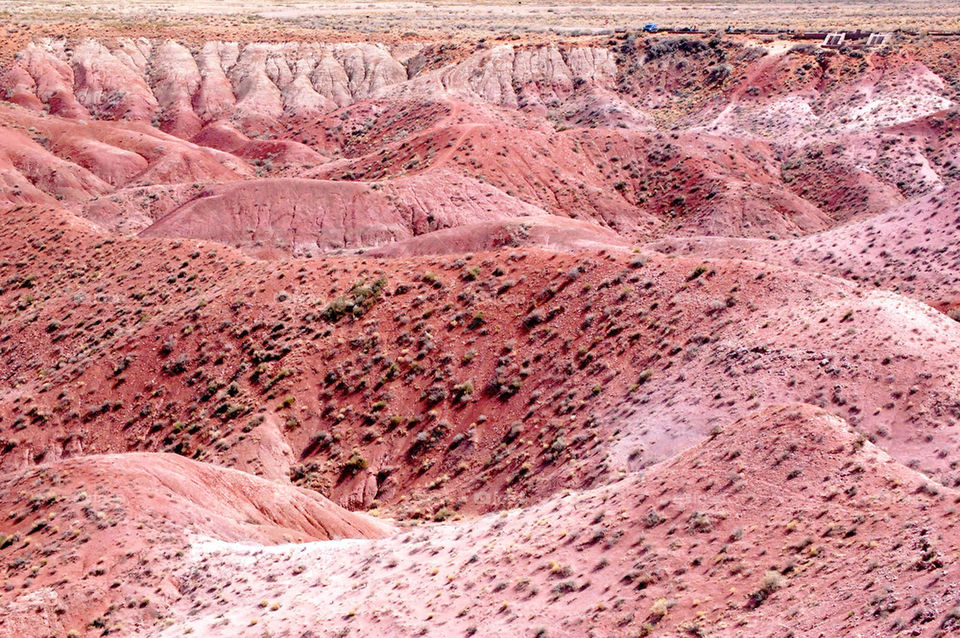 arizona forest petrified by refocusphoto