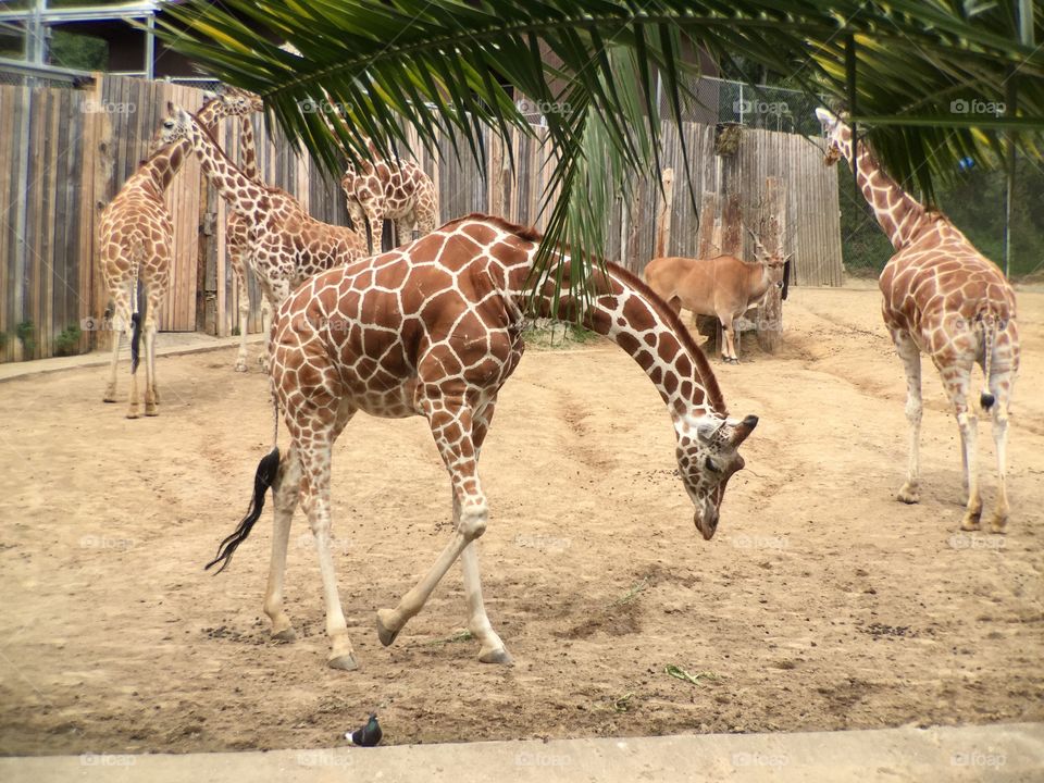 Giraffes at Zoo 