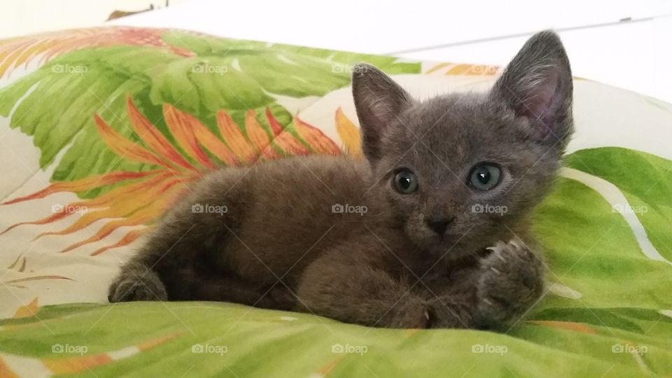 Gray kitten licking his paw