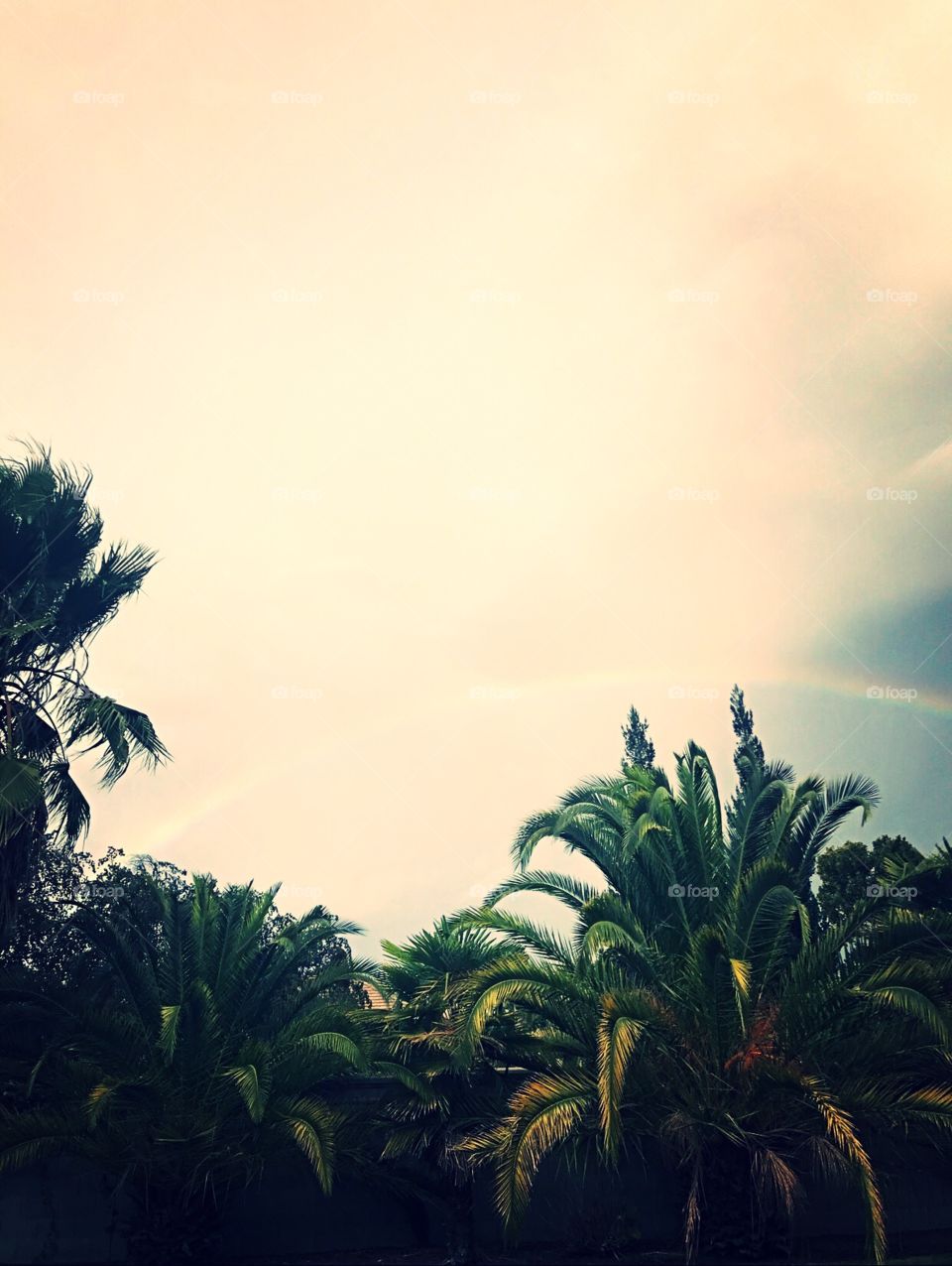 Beautiful skies and a beautiful colorful rainbow over vibrant green palm trees. In the US, America
