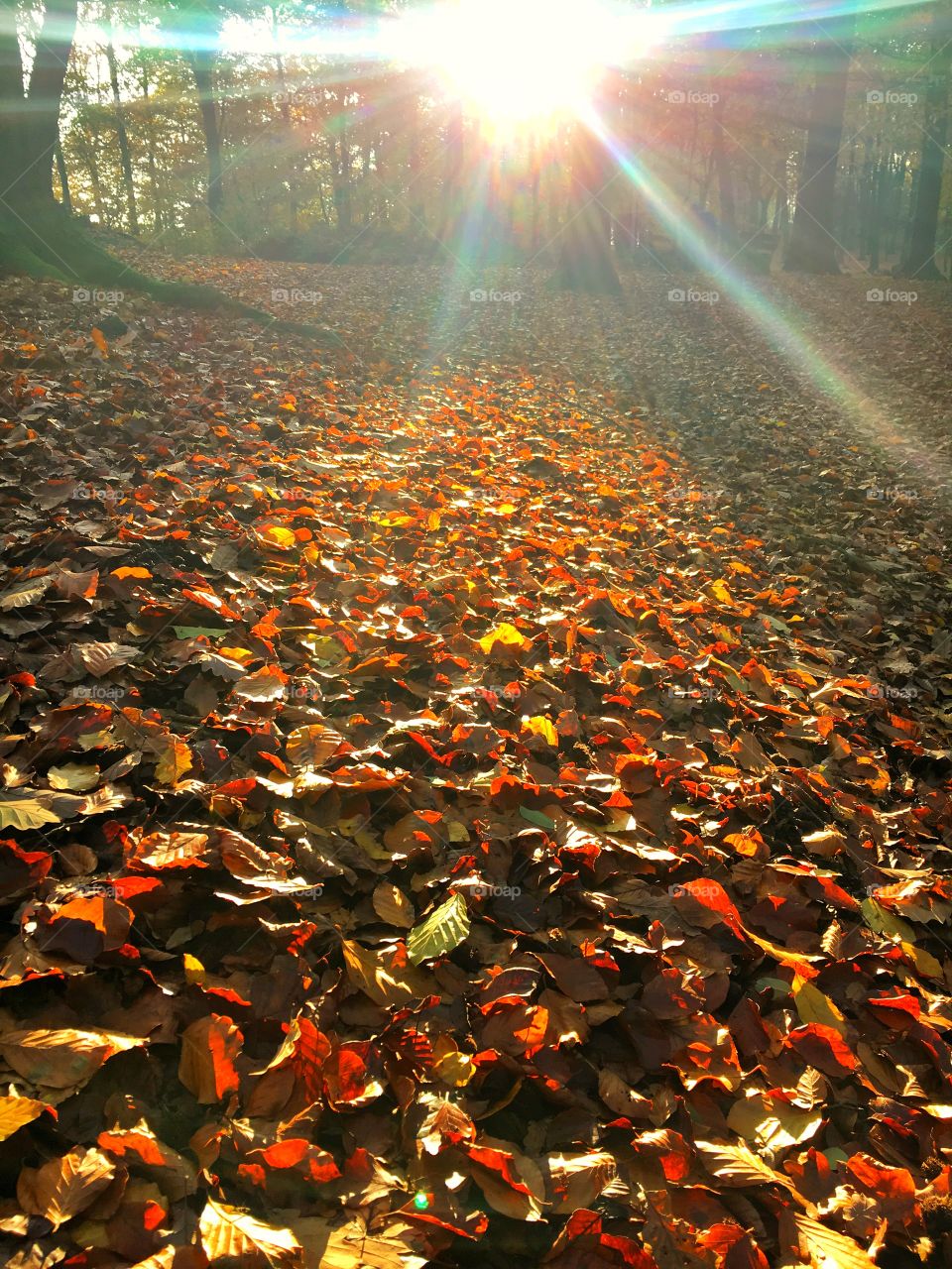 Sunlight over the autumn leaves