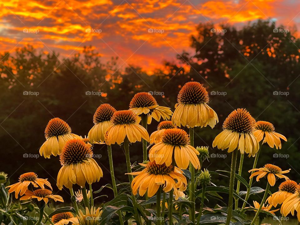 Coneflowers with sunrise